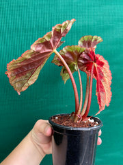 Begonia ‘Burkillii’