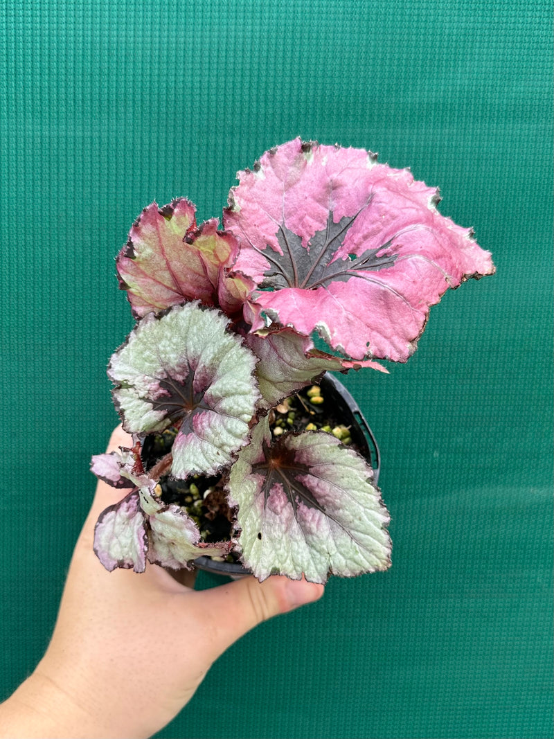 Begonia ‘Kotubuki’