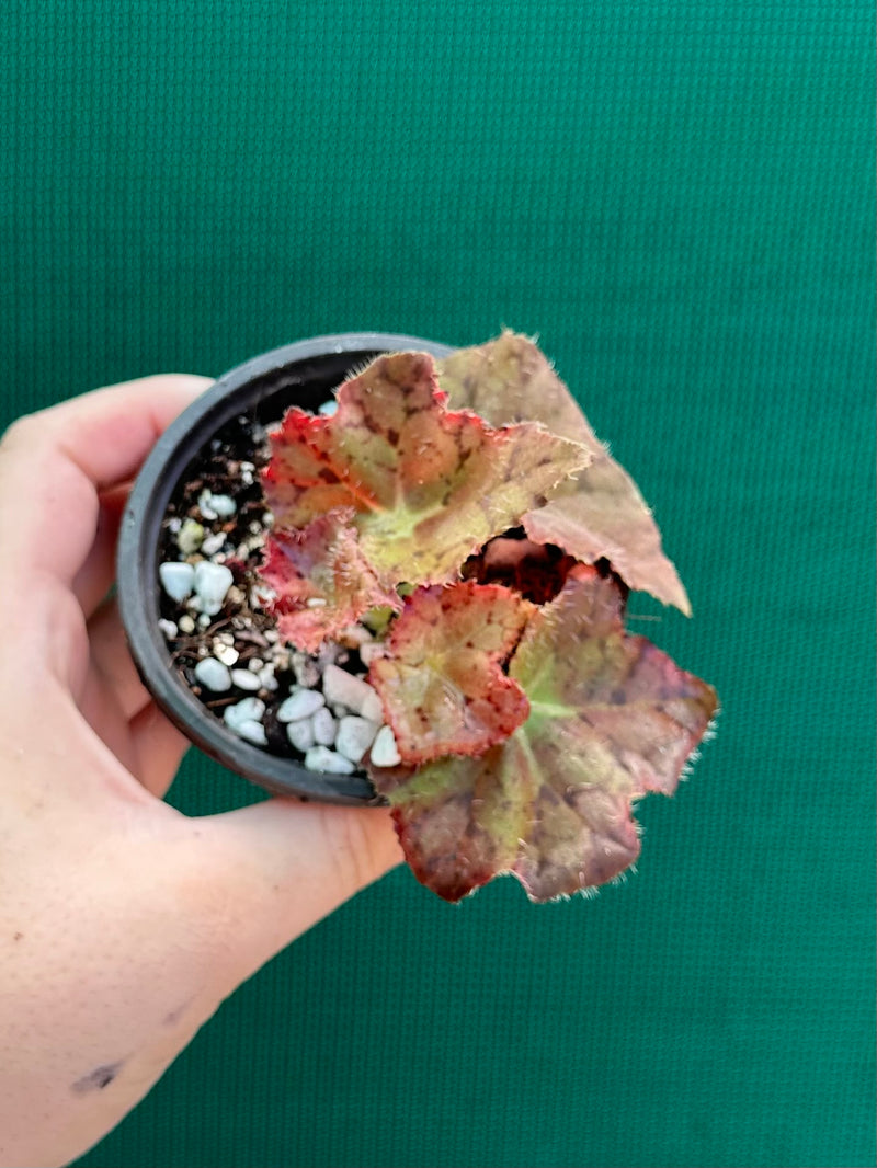 Begonia ‘Russet Queen’ x. Self NEW