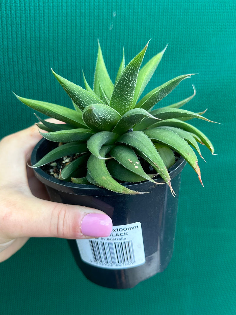 Haworthia Hybrid CV ‘Sandpaper’