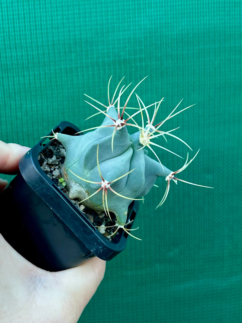 Ferocactus Histrix