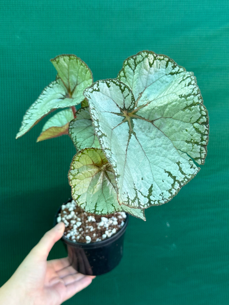 Begonia NOID 69 NEW