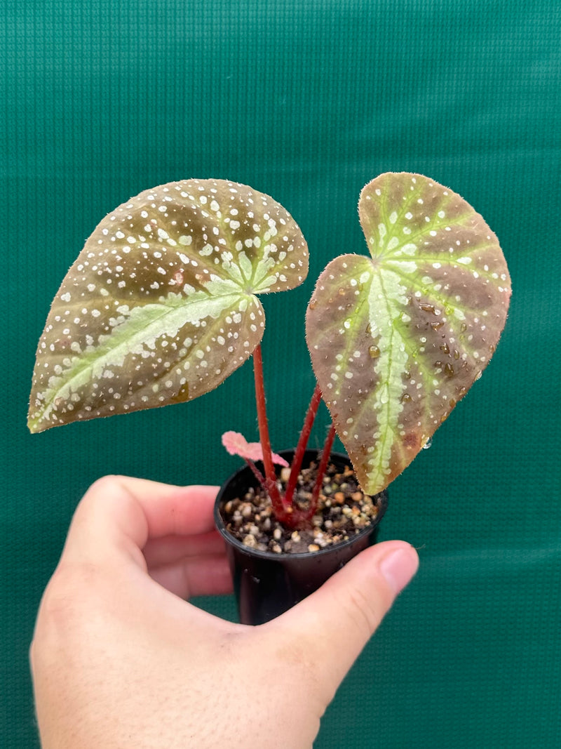 Begonia lavata NEW