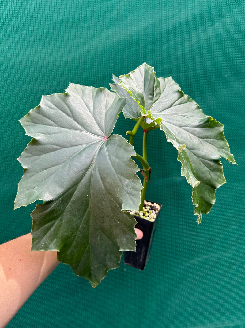 Begonia ‘Irene Nuss’