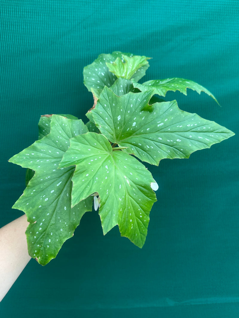 Begonia ‘Sophie Cecile’