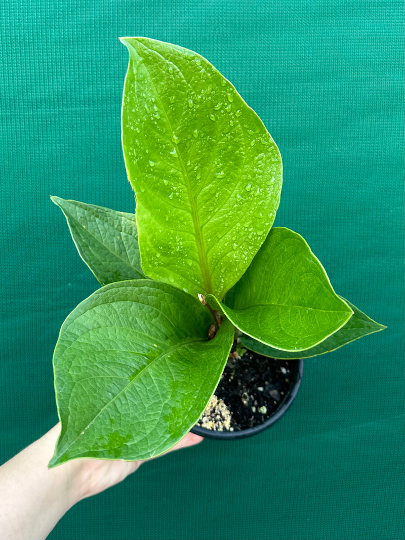 Anthurium Jenmanii