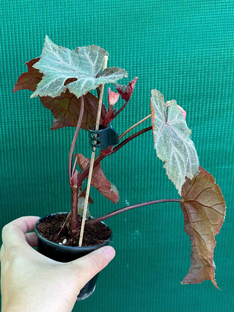 Begonia ‘Robyn’ NEW