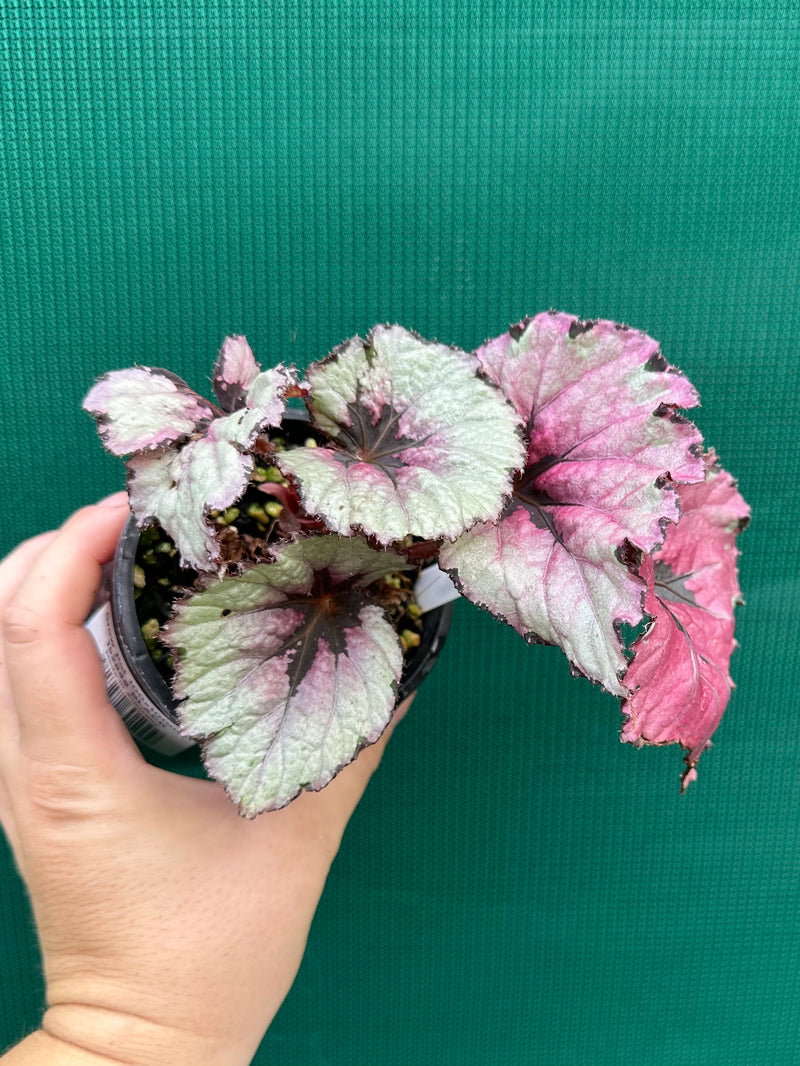 Begonia ‘Kotubuki’