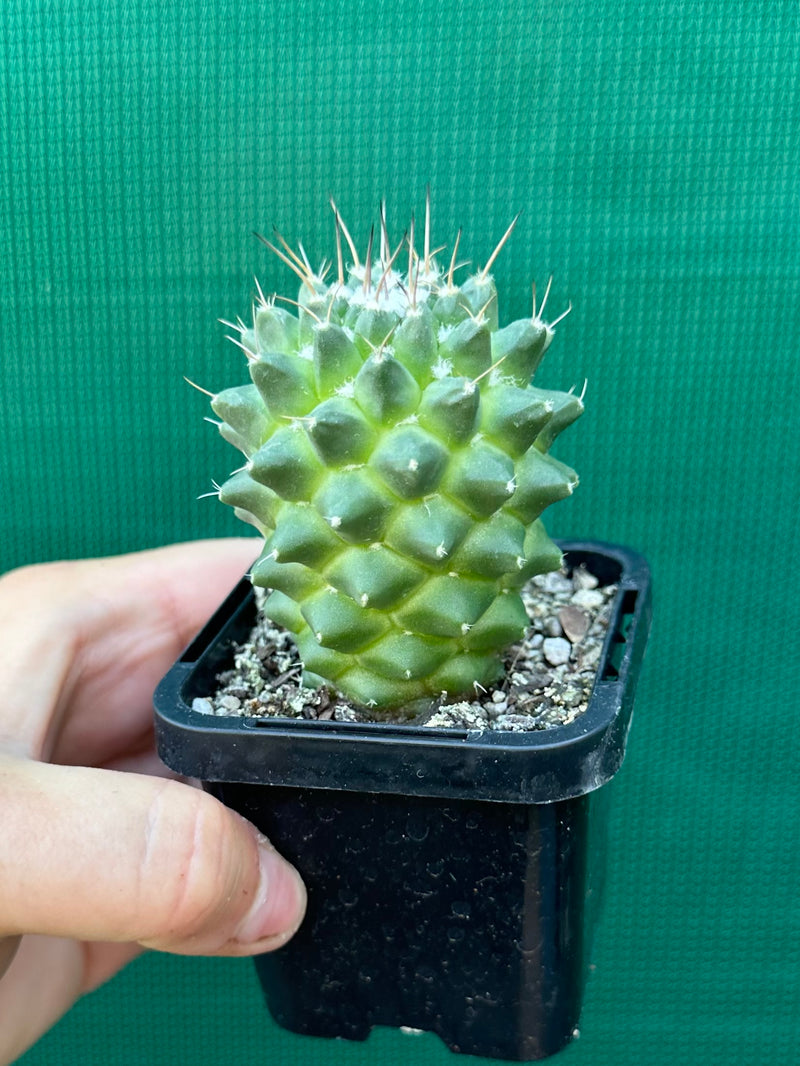 Mammillaria toluca