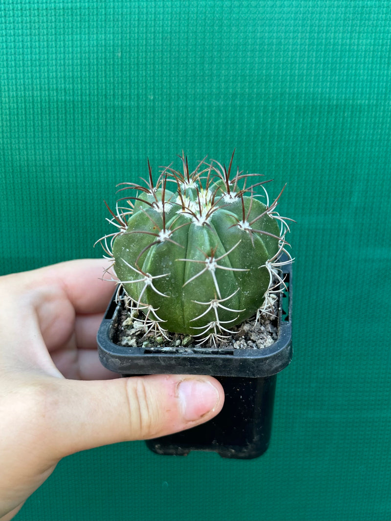 Melocactus matanzanus NEW