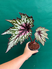 Begonia ‘Fiery Heart’ NEW