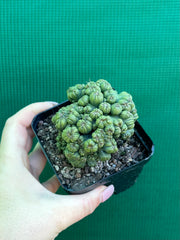 Cereus ‘Ming Thing’ NEW