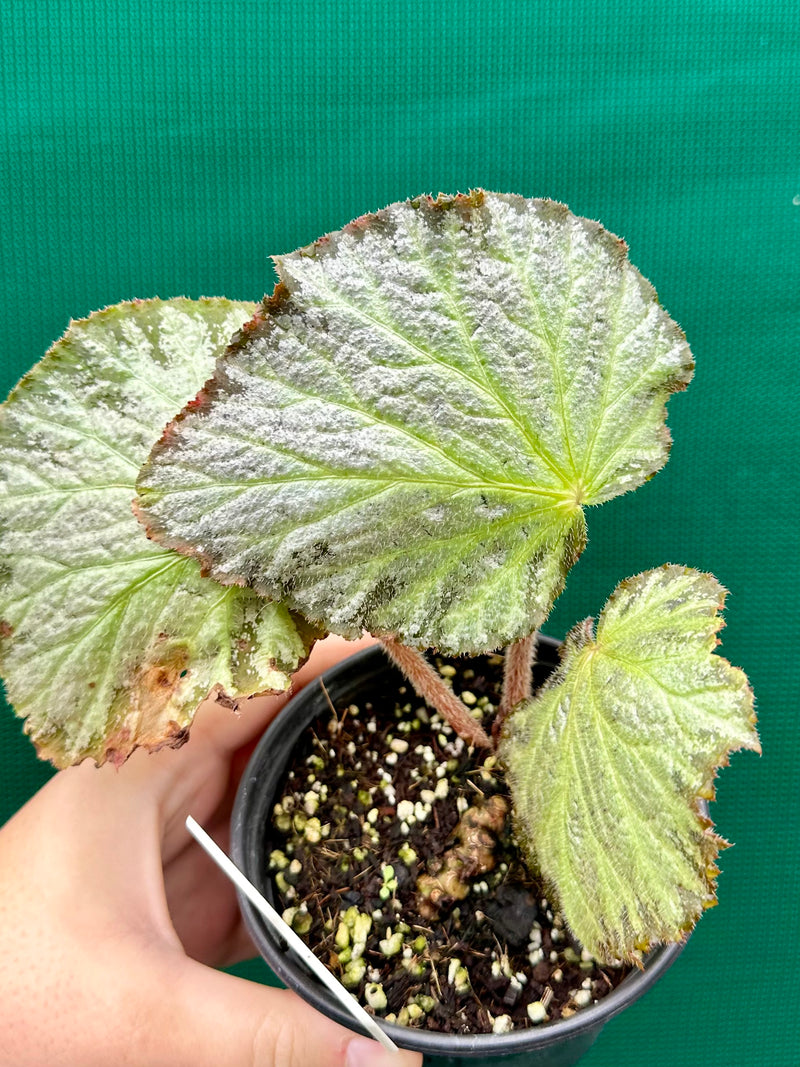 Begonia ‘Blanche’