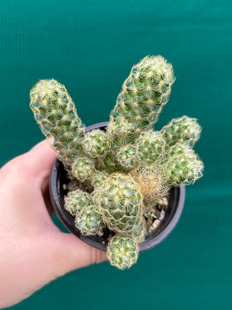 Mammillaria elongata