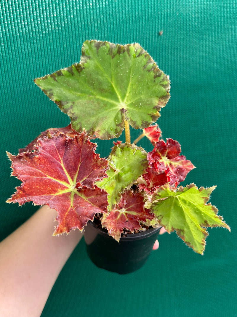 Begonia ‘Rusty Ross’