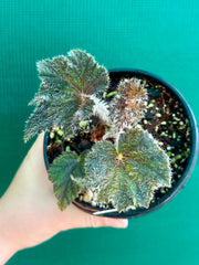 Begonia ‘Velvet Storm’