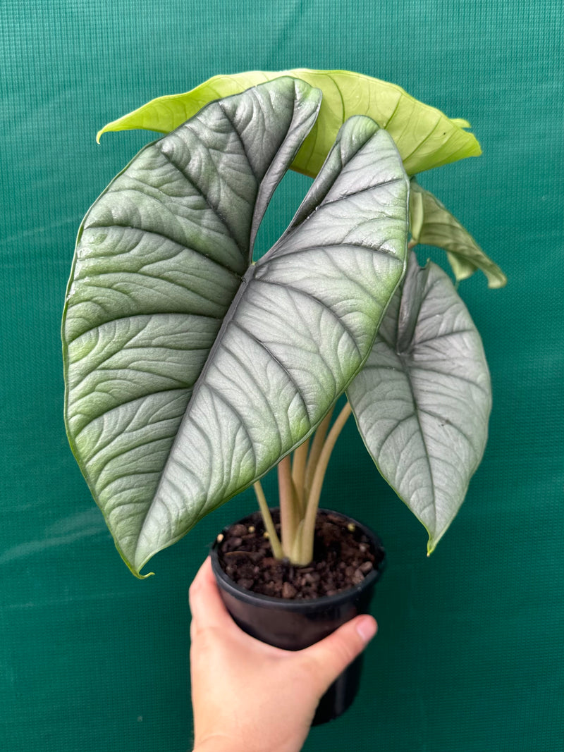 Alocasia bisma (silver) NEW