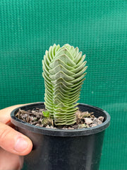 Crassula Buddah’s Temple NEW