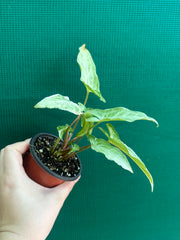 Syngonium ‘Zebrina’