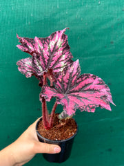 Begonia NOID 37