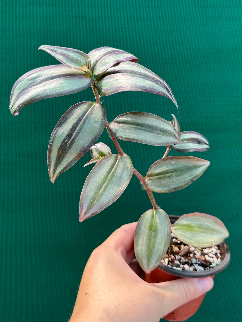 Tradescantia ‘Zebrina’