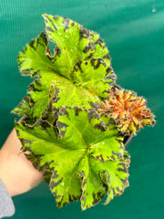 Begonia ‘Russet Queen’