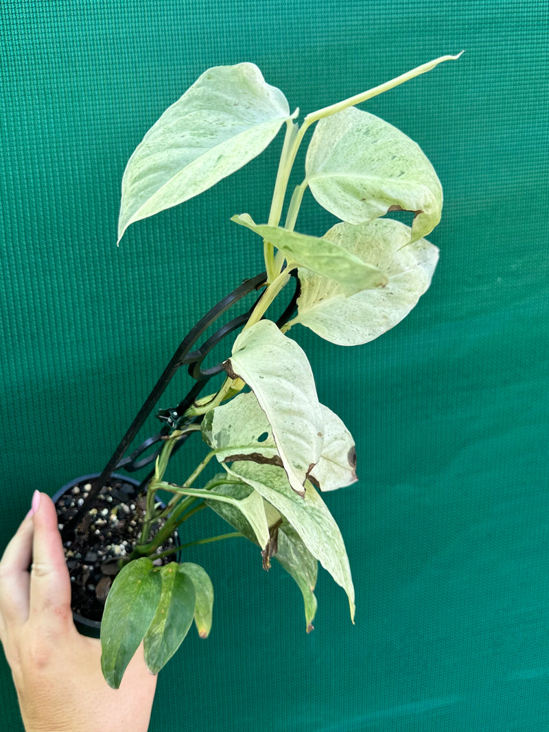 Monstera ‘Laniata Variegata Mint’