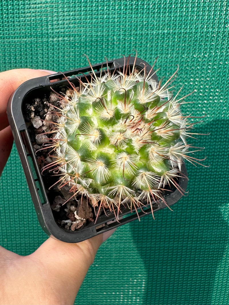 Mammillaria bombycina