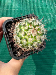 Mammillaria bombycina