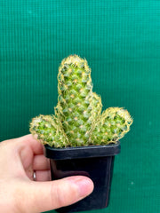 Mammillaria elongata