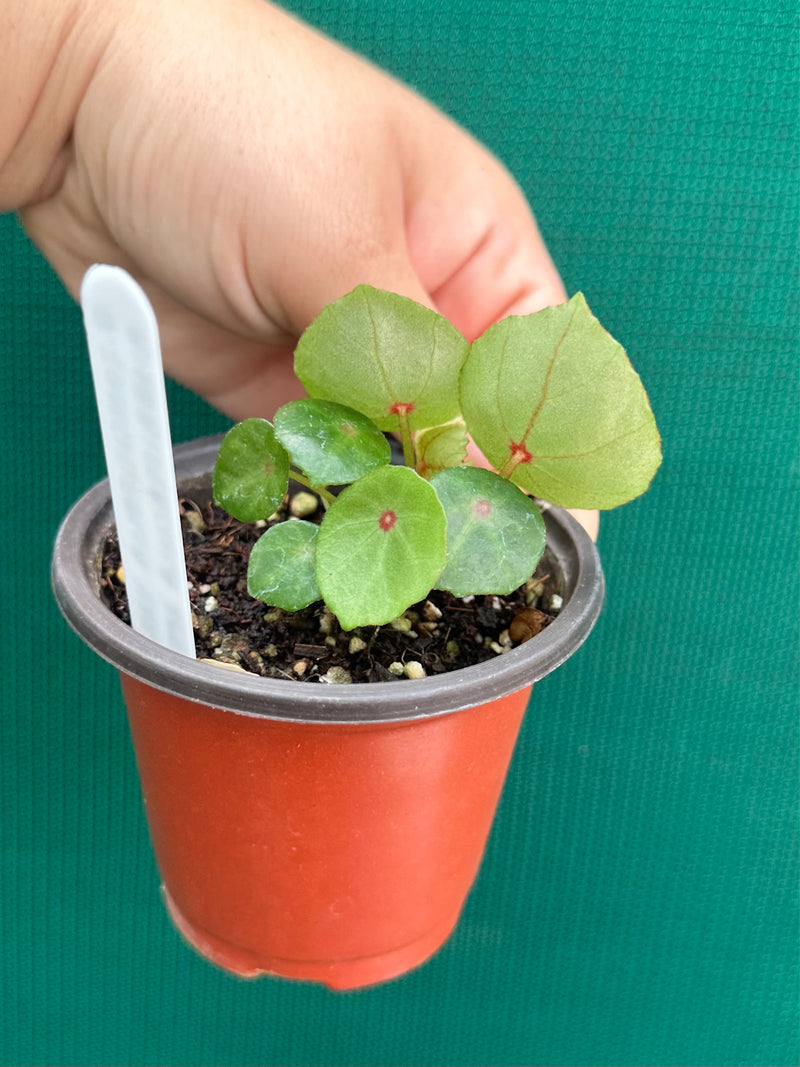 Begonia conchifolia var. rubrimacula NEW