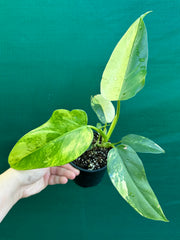 Philodendron ‘Domesticum Variegated’