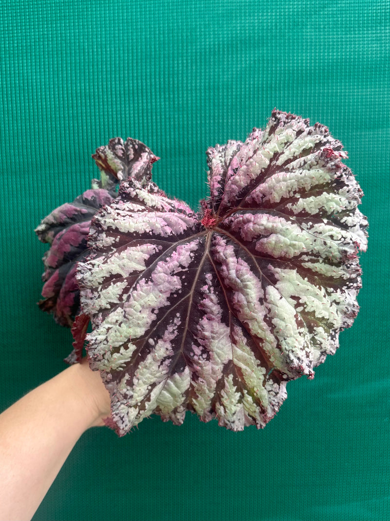 Begonia ‘Sun Seeker’ NEW