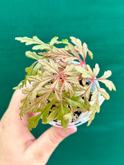 Begonia polilloensis