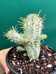 Euphorbia mammillaris variegata ‘Albino Corn Cob’