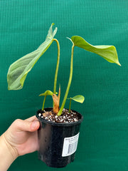 Philodendron ‘Gloriosum’