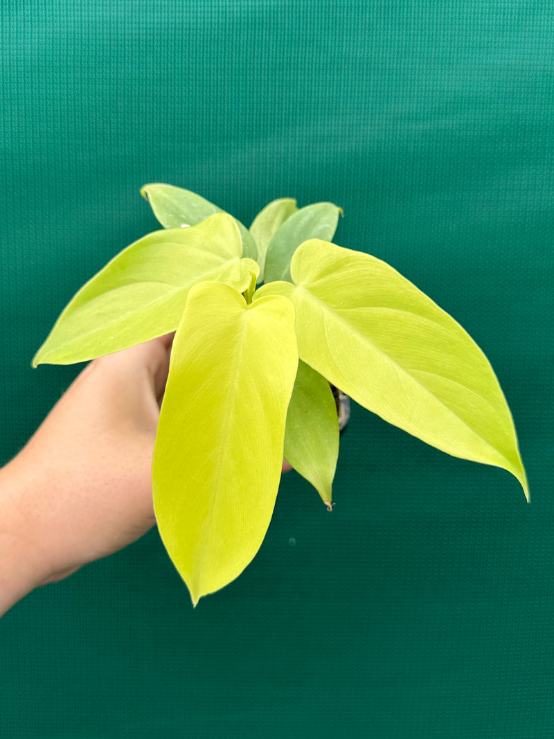 Philodendron Bipennifolium Aurea 'Golden Violin'