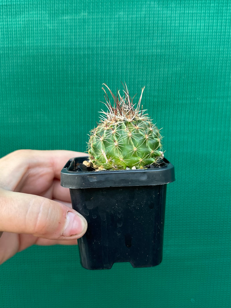 Thelocactus setaspinus