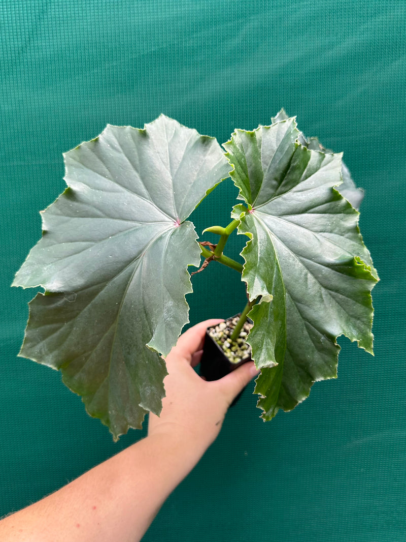 Begonia ‘Irene Nuss’