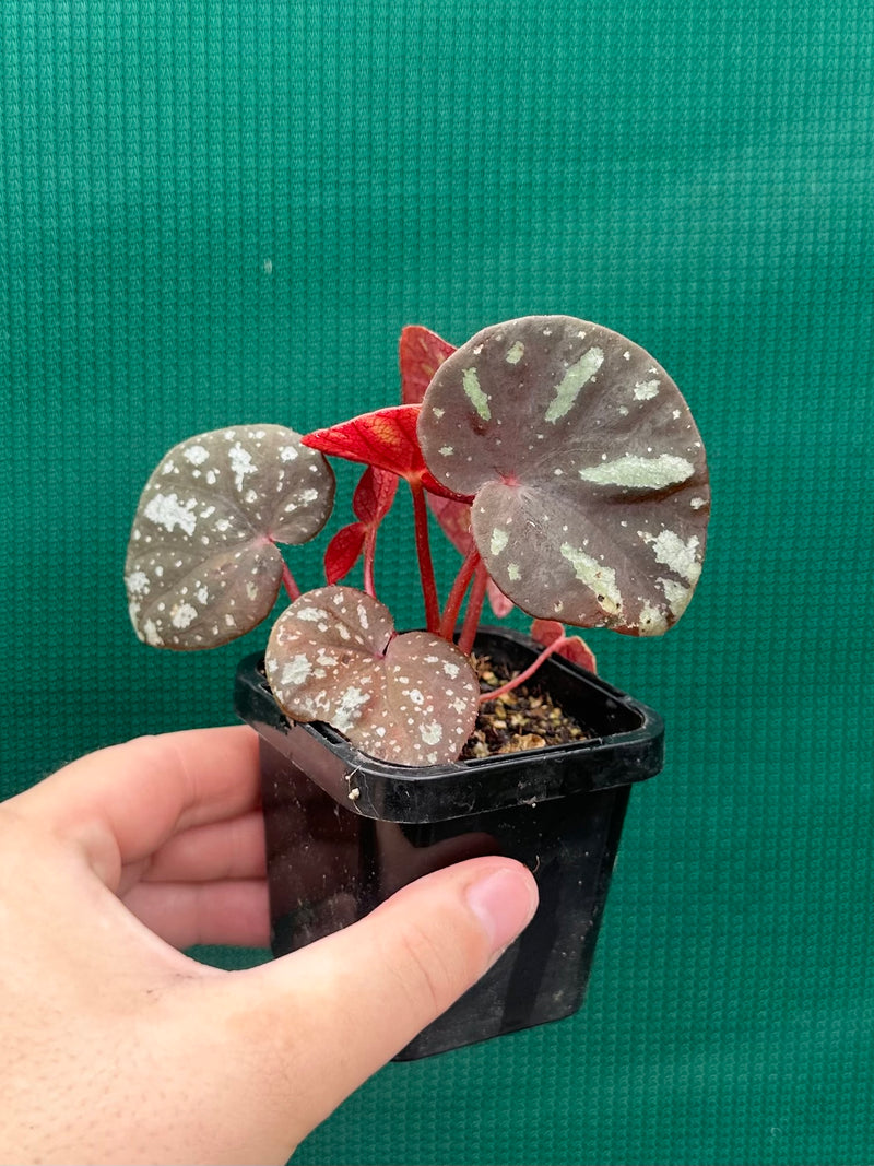 Begonia balansana NEW