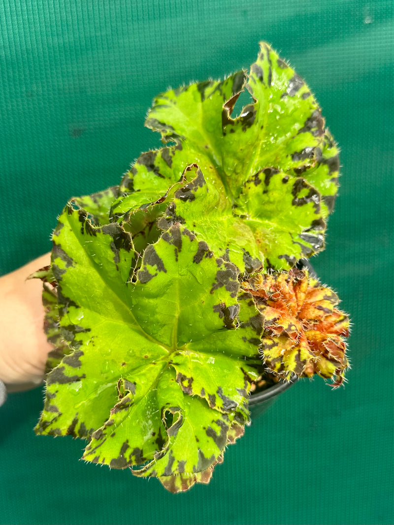 Begonia ‘Russet Queen’