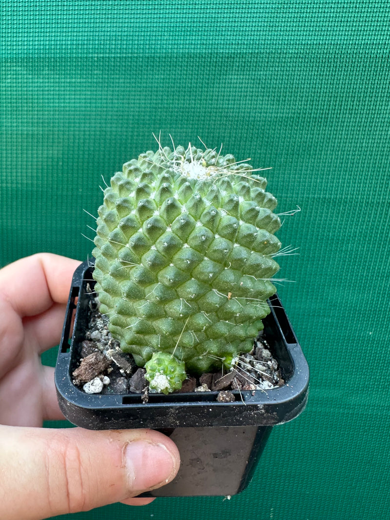 Mammillaria Pico compacta