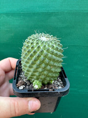 Mammillaria Pico compacta