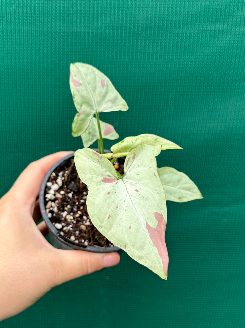 Syngonium 'Salmon Pink'