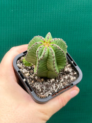 Euphorbia anoplia NEW