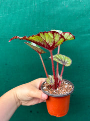 Begonia NOID 40 NEW