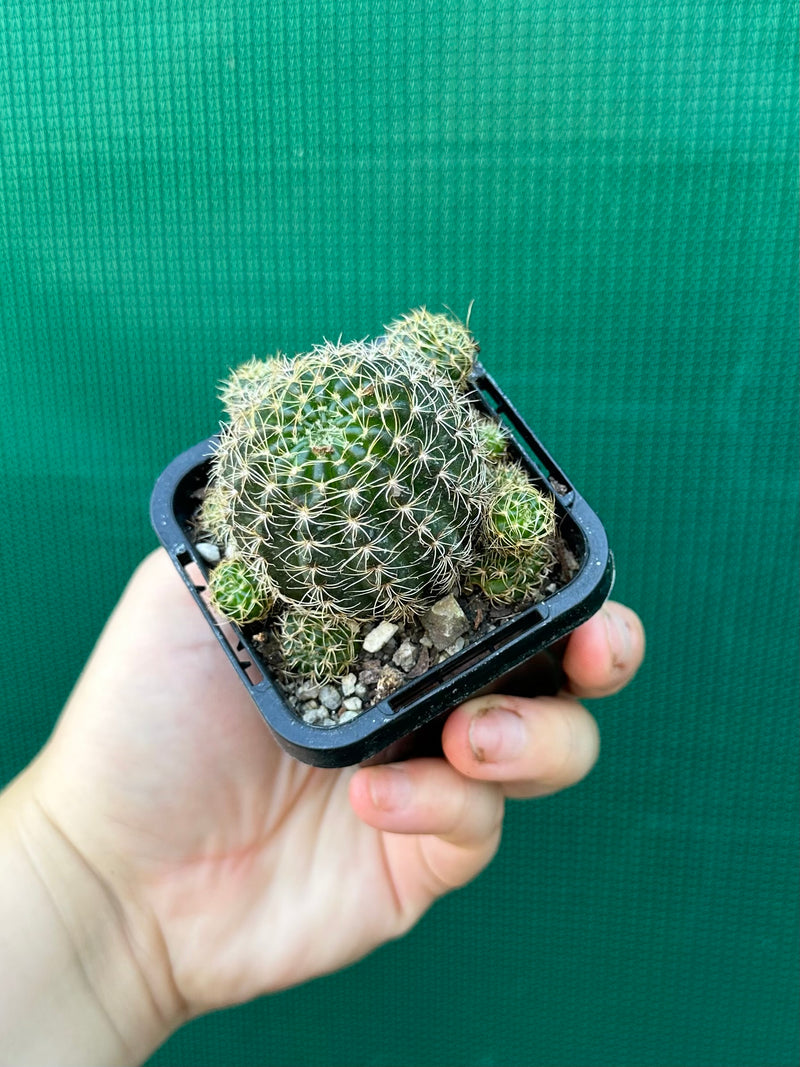 L. arachnacantha (yellow form)