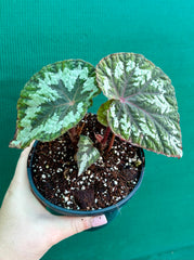 Begonia ‘Memoir’