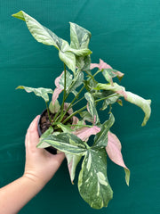 Syngonium ‘Red Spot Tri-Colour’