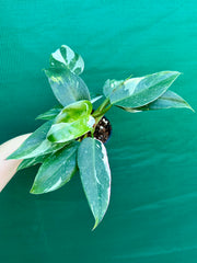 Philodendron ‘White Princess’